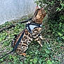 Loke participe au concours pour gagner de l'argent avec cette photo : cat, bengal_cat, animal, pet, harness, leash, greenery, bush, outdoor, nature, fur_pattern, curious, exploration, grass, leaves, garden, mammal, side_view, walking, domestic_animal