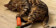 Loke a rejoint le concours — aidez-le/la à gagner de superbes lots ! cat, bengal_cat, toy, carrot_toy, wooden_floor, pet, animal, playful, claw, lying_down, fur_pattern, whiskers, tail, indoor, curious, green_eyes, paws, striped, domestic_cat, cute