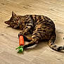 cat, bengal_cat, toy, carrot_toy, wooden_floor, pet, animal, playful, claw, lying_down, fur_pattern, whiskers, tail, indoor, curious, green_eyes, paws, striped, domestic_cat, cute