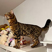 Loke a rejoint le concours — aidez-le/la à gagner de superbes lots ! cat, bengal_cat, plush_toys, dolls, shelf, indoor, pet, animal, feline, striped, spotted, fur, whiskers, tail, standing, looking, room, white_wall, collection, stuffed_animals