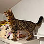 cat, bengal_cat, plush_toys, dolls, shelf, indoor, pet, animal, feline, striped, spotted, fur, whiskers, tail, standing, looking, room, white_wall, collection, stuffed_animals