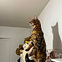 Loke a rejoint le concours — aidez-le/la à gagner de superbes lots ! cat, standing, shelf, plush_toys, stuffed_animals, indoor, shadow, wall, feline, spotted, striped, pet, animal, looking, alert, brown, white, decor, toy, house