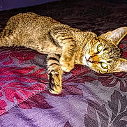 Bella joined the competition — help win amazing prizes! animal, bedspread, cat, closeup, cute, domestic_animal, ears, feline, floral, fur, indoor, lying_down, patterned, paw, pet, quilt, resting, sleepy, tabby, whiskers