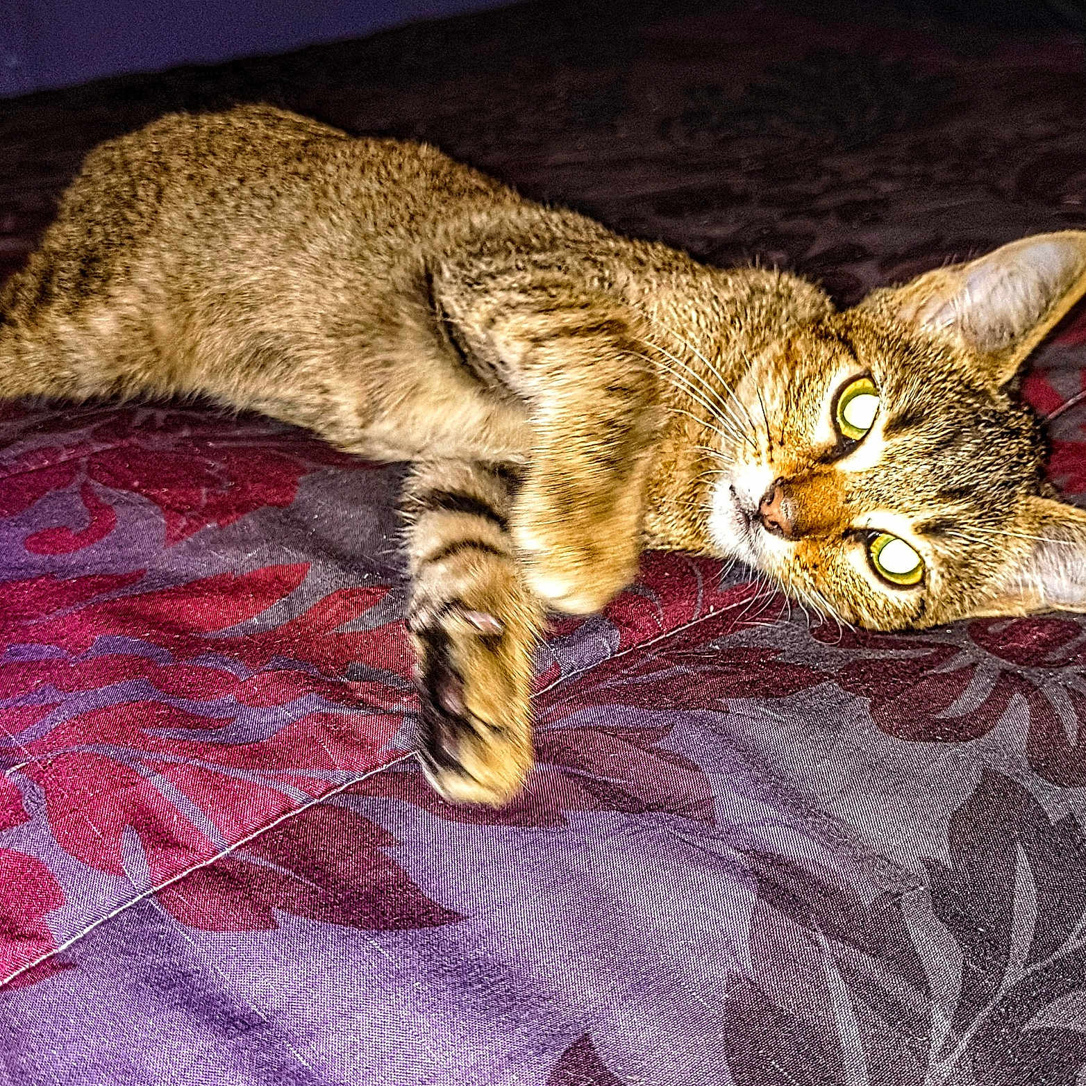 Bella