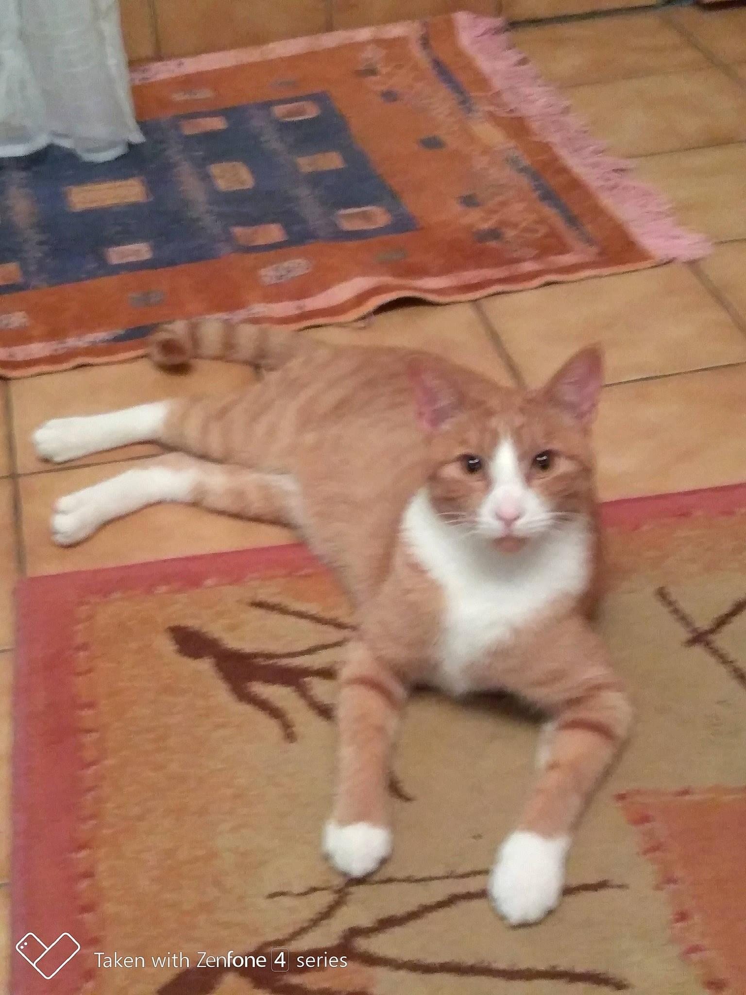 Never a rejoint le concours — aidez-le/la à gagner de superbes lots ! aegean_cat, american_wirehair, arabian_mau, carnivore, cat, domestic_short_haired_cat, european_shorthair, felidae, floor, flooring, hardwood, kitten, leg, mammal, paw, photo_caption, polydactyl_cat, small_to_medium_sized_cats, tail, whiskers