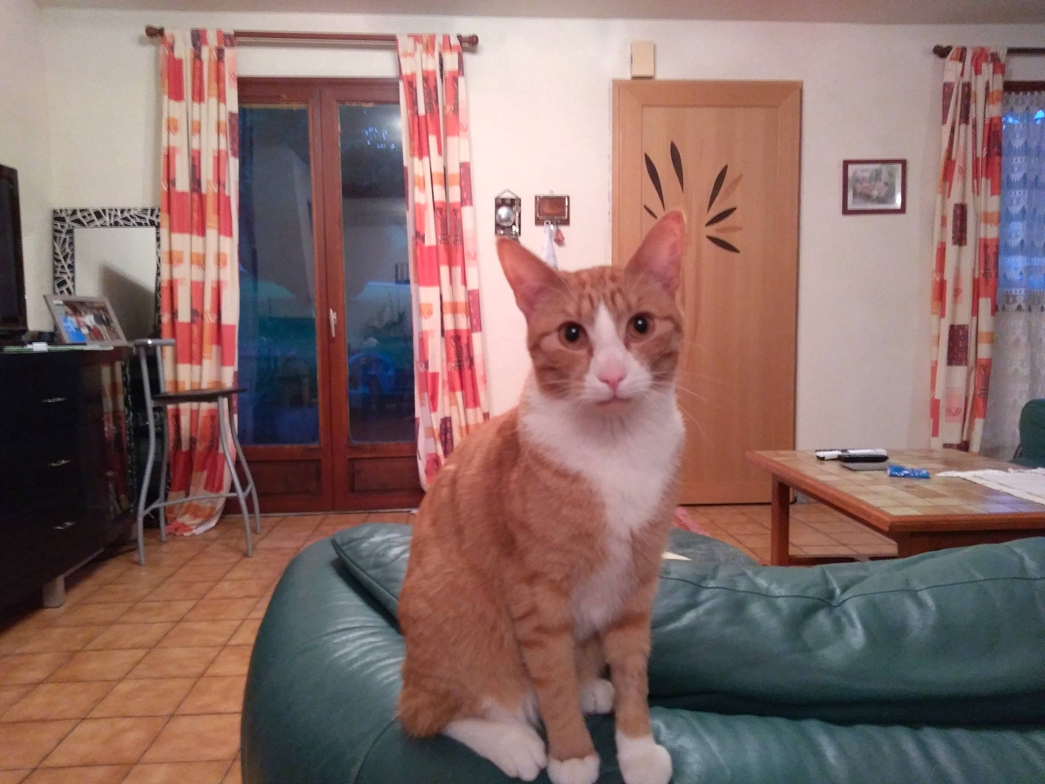 Never participe au concours pour gagner de l'argent avec cette photo : asian, carnivore, cat, cornish_rex, fawn, felidae, german_rex, kitten, mammal, oriental_shorthair, room, small_to_medium_sized_cats, tail, vertebrate, whiskers, window