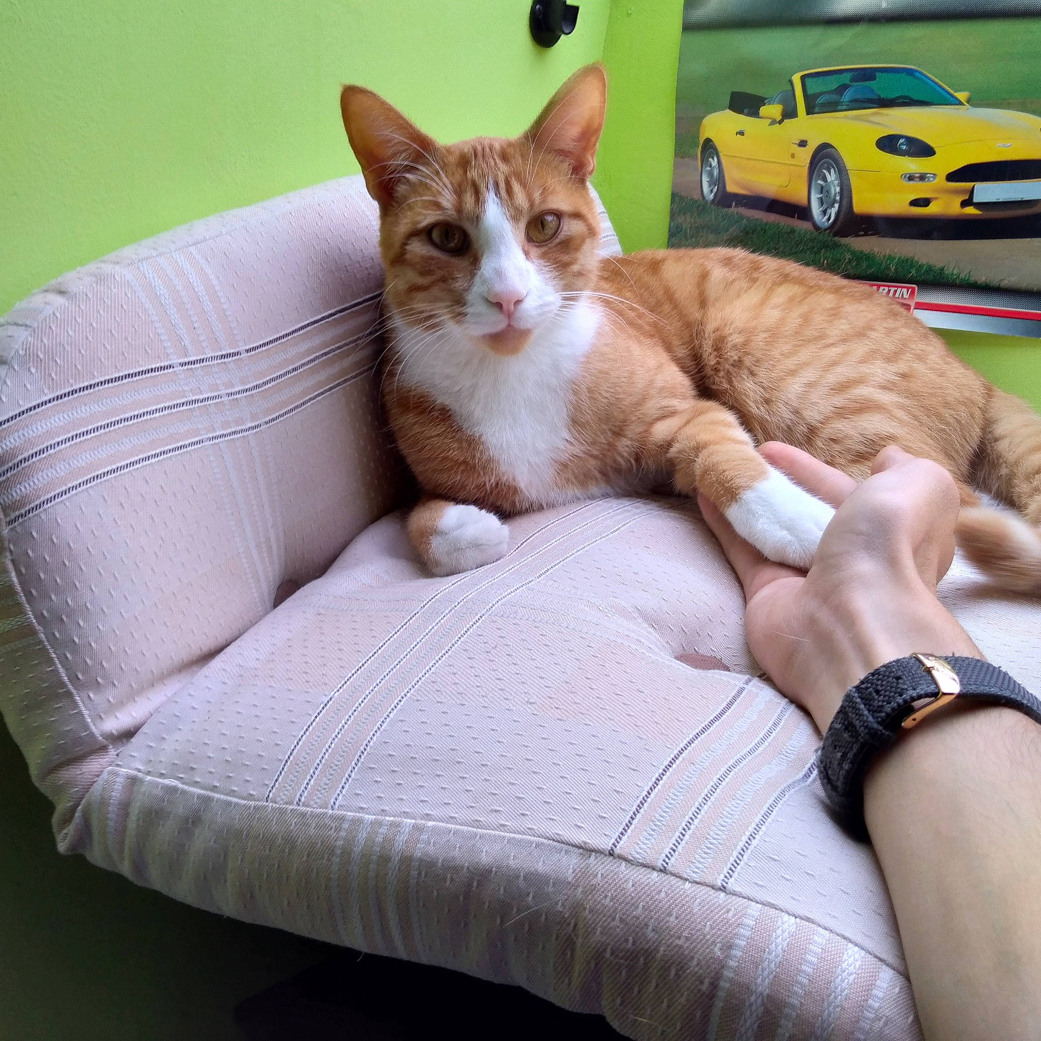 Never participe au concours pour gagner de l'argent avec cette photo : aegean_cat, arabian_mau, car, carnivore, cat, chair, comfort, couch, domestic_short_haired_cat, european_shorthair, felidae, furniture, kitten, leg, mammal, paw, polydactyl_cat, small_to_medium_sized_cats, vehicle, whiskers