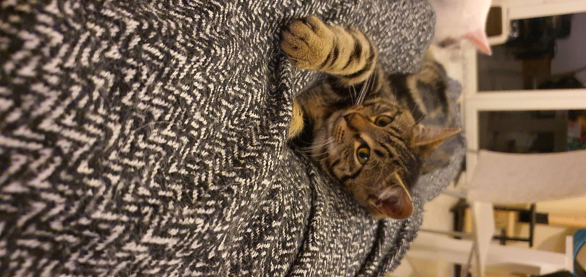 Moumi participe au concours pour gagner de l'argent avec cette photo : artifact, big_cats, carving, cat, domestic_short_haired_cat, fawn, felidae, fur, pattern, small_to_medium_sized_cats, snout, stone_carving, terrestrial_animal, toy, visual_arts, whiskers, wildlife, wood