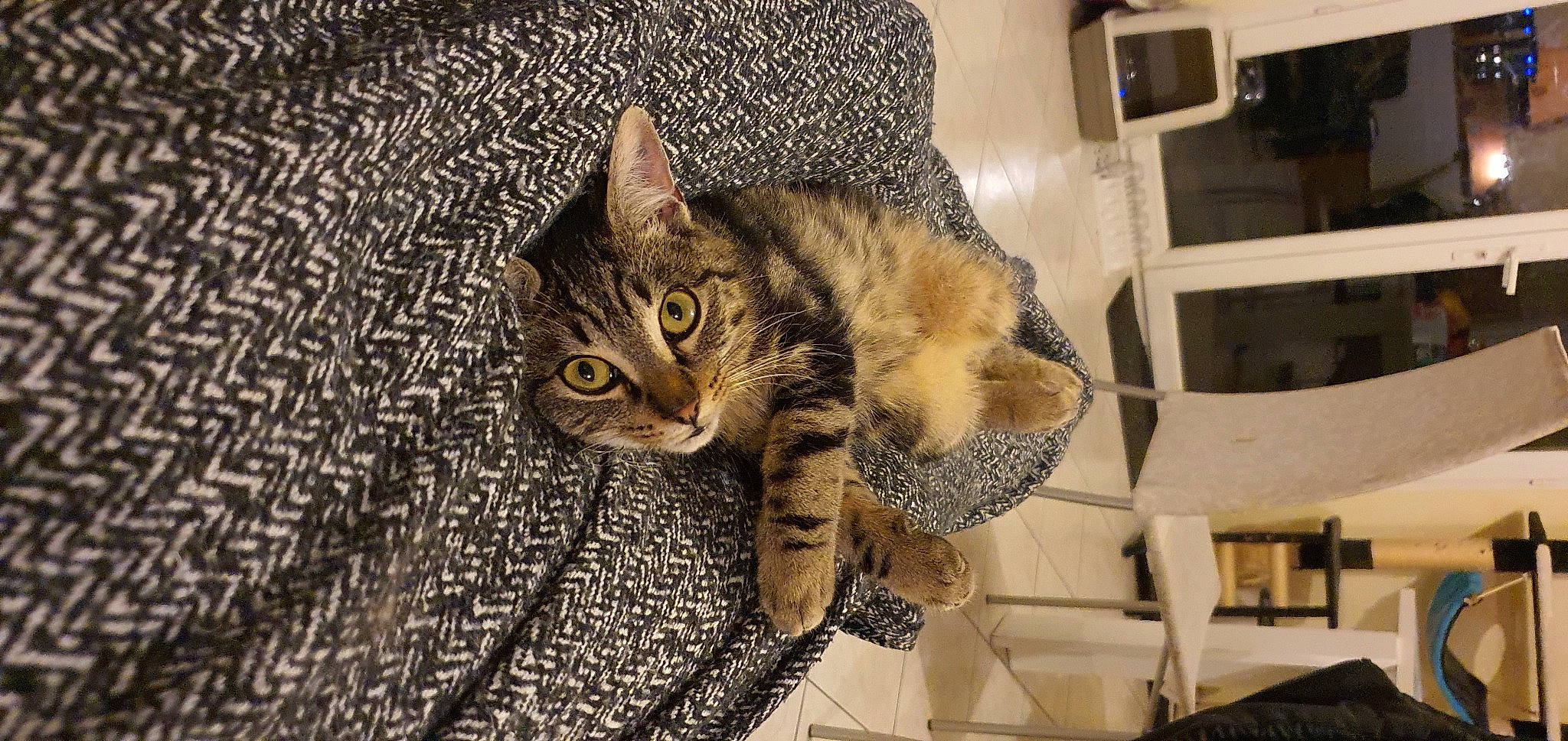 Moumi a rejoint le concours — aidez-le/la à gagner de superbes lots ! carnivore, cat, claw, comfort, domestic_short_haired_cat, door, felidae, flooring, fur, leg, paw, sitting, small_to_medium_sized_cats, snout, tail, terrestrial_animal, whiskers, wildlife, window, wood