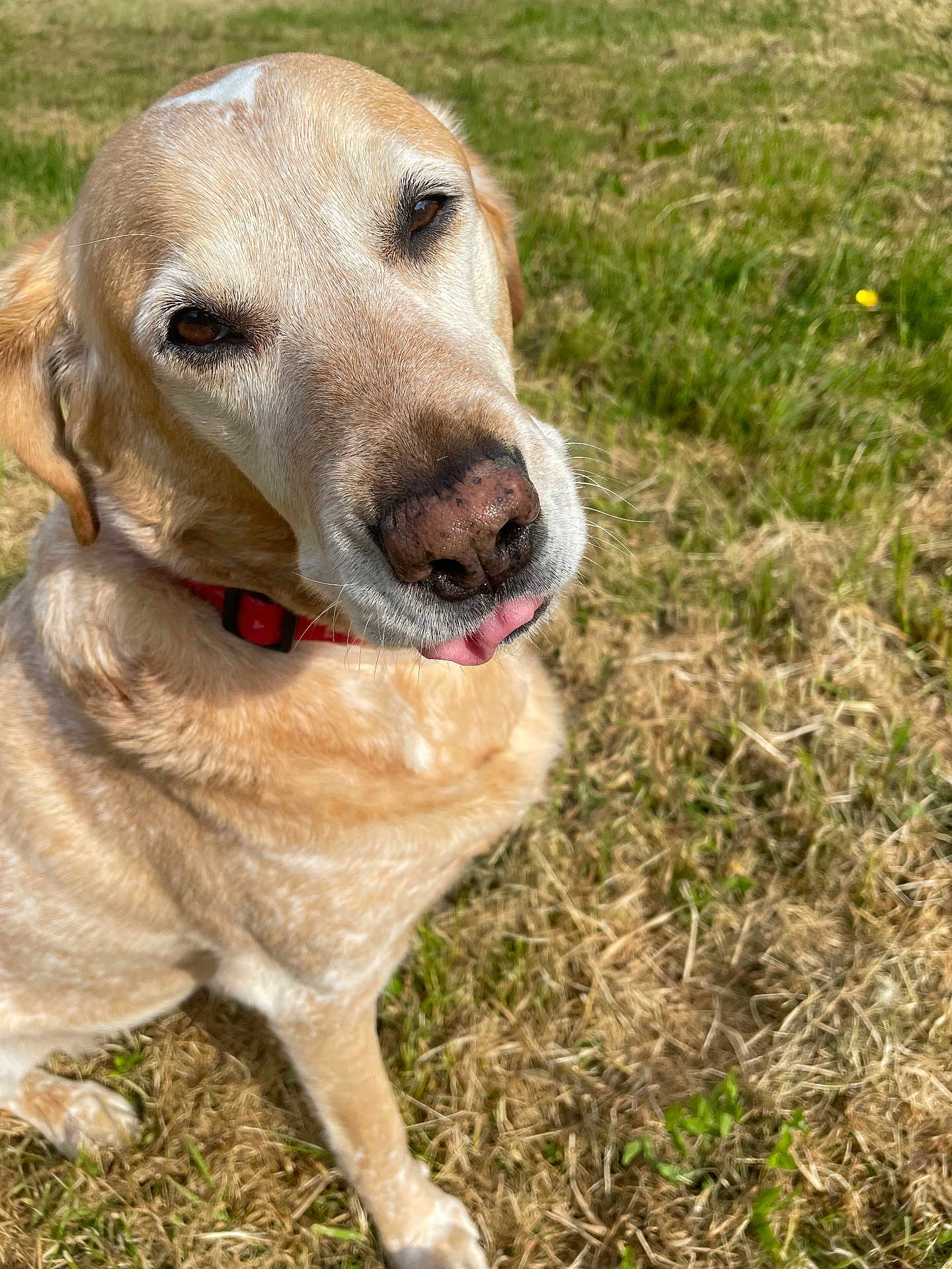 Ayad Agator a rejoint le concours — aidez-le/la à gagner de superbes lots ! dog, golden_retriever, pet, animal, outdoor, grass, collar, tongue, closeup, canine, mammal, cute, friendly, sunlight, nature, portrait, fur, expression, sitting, daytime