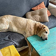Ayad Agator participe au concours pour gagner de l'argent avec cette photo : dog, labrador, couch, pillow, blanket, table, wooden_table, indoor, resting, relaxed, pet, fur, yellow_dog, living_room, cozy, home, animal, canine, floor, furniture