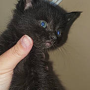 Buzzie is registered to the contest to win money with this photo: black_kitten, kitten, cat, pet, animal, feline, blue_eyes, claws, hand, holding, indoor, decorative_wall_art, curious, close_up, fur, cute, small, young, portrait, whiskers