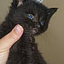 black_kitten, kitten, cat, pet, animal, feline, blue_eyes, claws, hand, holding, indoor, decorative_wall_art, curious, close_up, fur, cute, small, young, portrait, whiskers