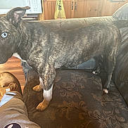 Meow joined the competition — help win amazing prizes! dog, brindle_coat, blue_eye, heterochromia, couch, living_room, wooden_floor, boot, paw, muzzle, ear, pet, domestic_animal, furniture, cushion, indoor, portrait, flash, closeup, surprised_expression