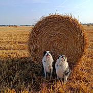 Upper a rejoint le concours — aidez-le/la à gagner de superbes lots ! animals, blue_sky, border_collies, countryside, dogs, farmland, field, golden_hour, harvest, hay_bale, nature, outdoor, pets, portrait, rural, sheepdogs, sitting, standing, straw, wheat