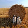 animals, blue_sky, border_collies, countryside, dogs, farmland, field, golden_hour, harvest, hay_bale, nature, outdoor, pets, portrait, rural, sheepdogs, sitting, standing, straw, wheat