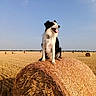 Upper participe au concours pour gagner de l'argent avec cette photo : animal, black_and_white, blue_sky, border_collie, countryside, dog, farmland, golden_field, harvest, hay_bale, hayfield, landscape, outdoor, panting, pet, rural, sitting, straw, sunny, tongue