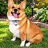 animal, black_eyed_susan, collar, corgi, dog, dog_tag, floppy_ears, flowers, garden, grass, greenery, happy, hydrangea, lawn, outdoor, pet, portrait, sitting, sunlight, tongue_out