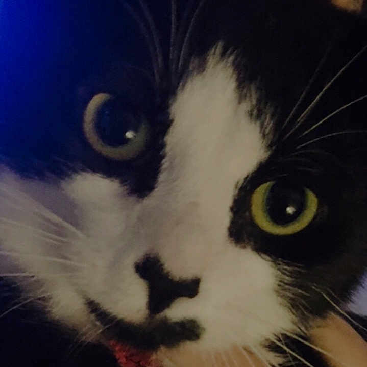 Ace Houdini joined the competition — help win amazing prizes! animal, attention, black_and_white, cat, close_up, cute, eyes, face, feline, focus, fur, hand, holding, human, indoor, muzzle, pet, portrait, ring, whiskers