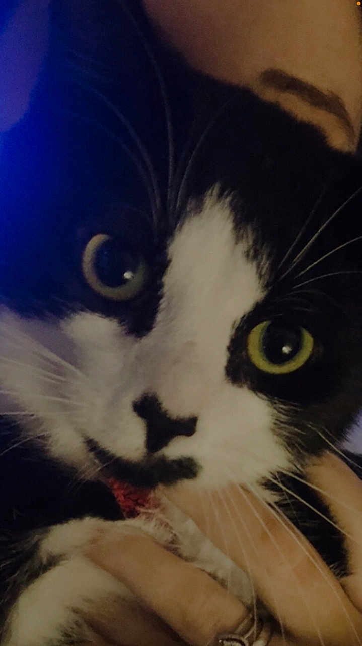 Ace Houdini joined the competition — help win amazing prizes! cat, black_and_white, close_up, eyes, whiskers, pet, animal, feline, hand, ring, human, holding, portrait, face, fur, indoor, cute, attention, focus, muzzle