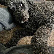 Cliff joined the competition — help win amazing prizes! dog, curly_fur, paw, carpet, hand, ring, indoor, fabric, grey_clothing, pet, animal, curious, closeup, resting, floor, black_fur, home, cozy, background_objects, casual