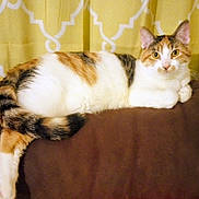 Sissie is registered to the contest to win money with this photo: animal, brown_surface, calico, cat, closeup, curious, cute, domestic, ears, feline, fur, indoor, lying_down, pet, portrait, relaxed, resting, tail, whiskers, yellow_curtain