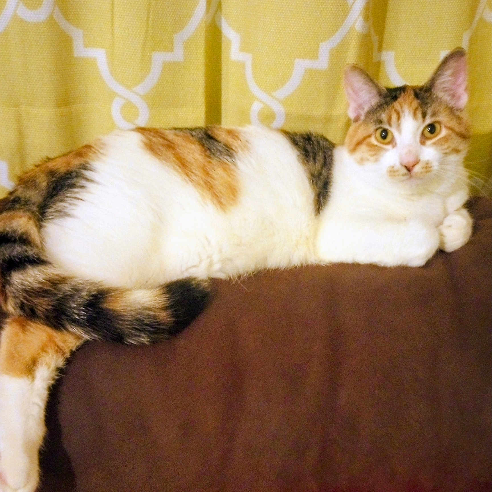 Sissie is registered to the contest to win money with this photo: animal, brown_surface, calico, cat, closeup, curious, cute, domestic, ears, feline, fur, indoor, lying_down, pet, portrait, relaxed, resting, tail, whiskers, yellow_curtain