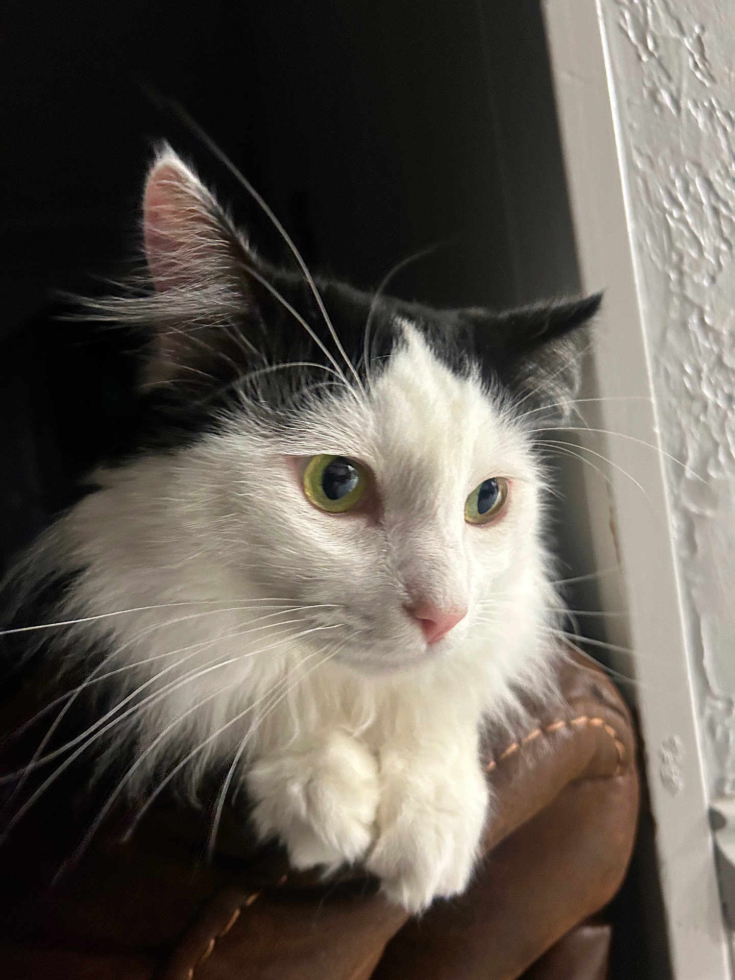 Artic is registered to the contest to win money with this photo: cat, black_and_white, green_eyes, fluffy, whiskers, window, leather_armrest, indoor, pet, fur, closeup, animal, cute, portrait, relaxed, domestic_cat, soft_light, side_view, curious, cozy