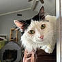 Artic joined the competition — help win amazing prizes! cat, black_and_white, green_eyes, curious, indoor, couch, leather, pet_tent, ceiling_fan, household, furniture, whiskers, close_up, pet, mammal, feline, domestic_animal, looking, fur, pink_nose