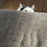 Artic joined the competition — help win amazing prizes! cat, peeking, carpet, floor_tiles, yellow_eyes, curious, indoor, fluffy, ears, sunlight, texture, animal, pet, feline, cozy, playful, closeup, home, background, shadow