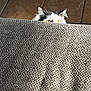 cat, peeking, carpet, floor_tiles, yellow_eyes, curious, indoor, fluffy, ears, sunlight, texture, animal, pet, feline, cozy, playful, closeup, home, background, shadow