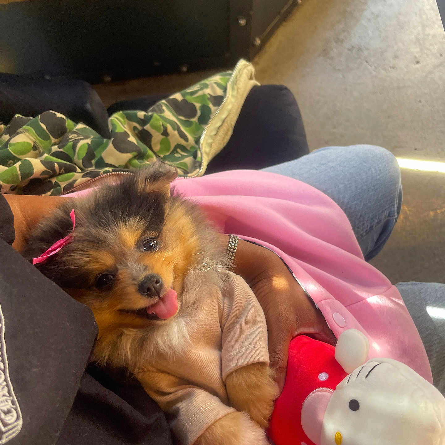 Mysteri joined the competition — help win amazing prizes! animal, baby, blanket, canine, cockerspaniel, couch, dog, face, furniture, head, papillon, person, pet, photography, plush, portrait, puppy, sleeping, terrier, toy