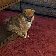 Teddy joined the competition — help win amazing prizes! puppy, dog, fluffy, small, brown, white, sitting, carpet, indoor, wooden_cabinet, furniture, couch, home, portrait, animal, cute, fur, ears, paws, cozy
