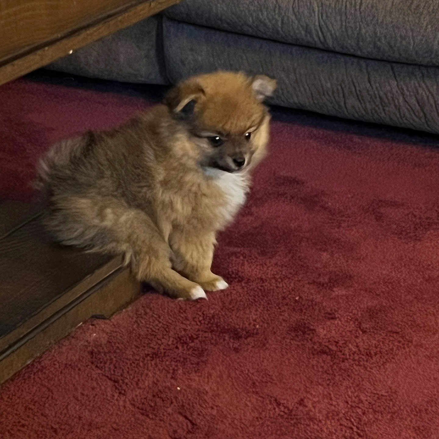 Teddy joined the competition — help win amazing prizes! puppy, dog, fluffy, small, brown, white, sitting, carpet, indoor, wooden_cabinet, furniture, couch, home, portrait, animal, cute, fur, ears, paws, cozy