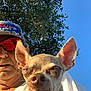 man, dog, chihuahua, face, hat, sunglasses, outdoor, tree, sky, sunlight, close_up, pet, animal, portrait, daylight, casual, human, expression, ears, nature