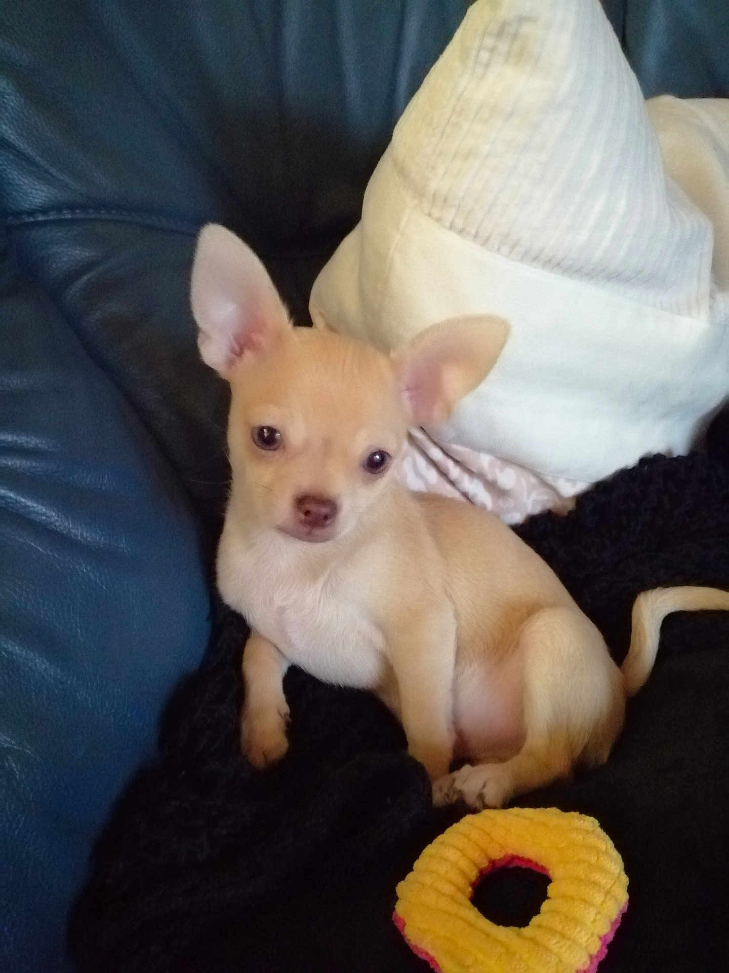 Zely a rejoint le concours — aidez-le/la à gagner de superbes lots ! puppy, chihuahua, dog, small_dog, tan_dog, couch, blanket, pillow, toy, indoor, pet, animal, ears, cute, looking, sitting, fur, nose, tail, relaxing