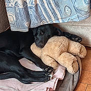 Athena participe au concours pour gagner de l'argent avec cette photo : dog, black_dog, sleeping, teddy_bear, stuffed_animal, blanket, curtain, floor, cozy, resting, paw, indoors, pet, cute, animal, fur, relaxation, home, comfort, napping