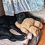 dog, black_dog, sleeping, teddy_bear, stuffed_animal, blanket, curtain, floor, cozy, resting, paw, indoors, pet, cute, animal, fur, relaxation, home, comfort, napping
