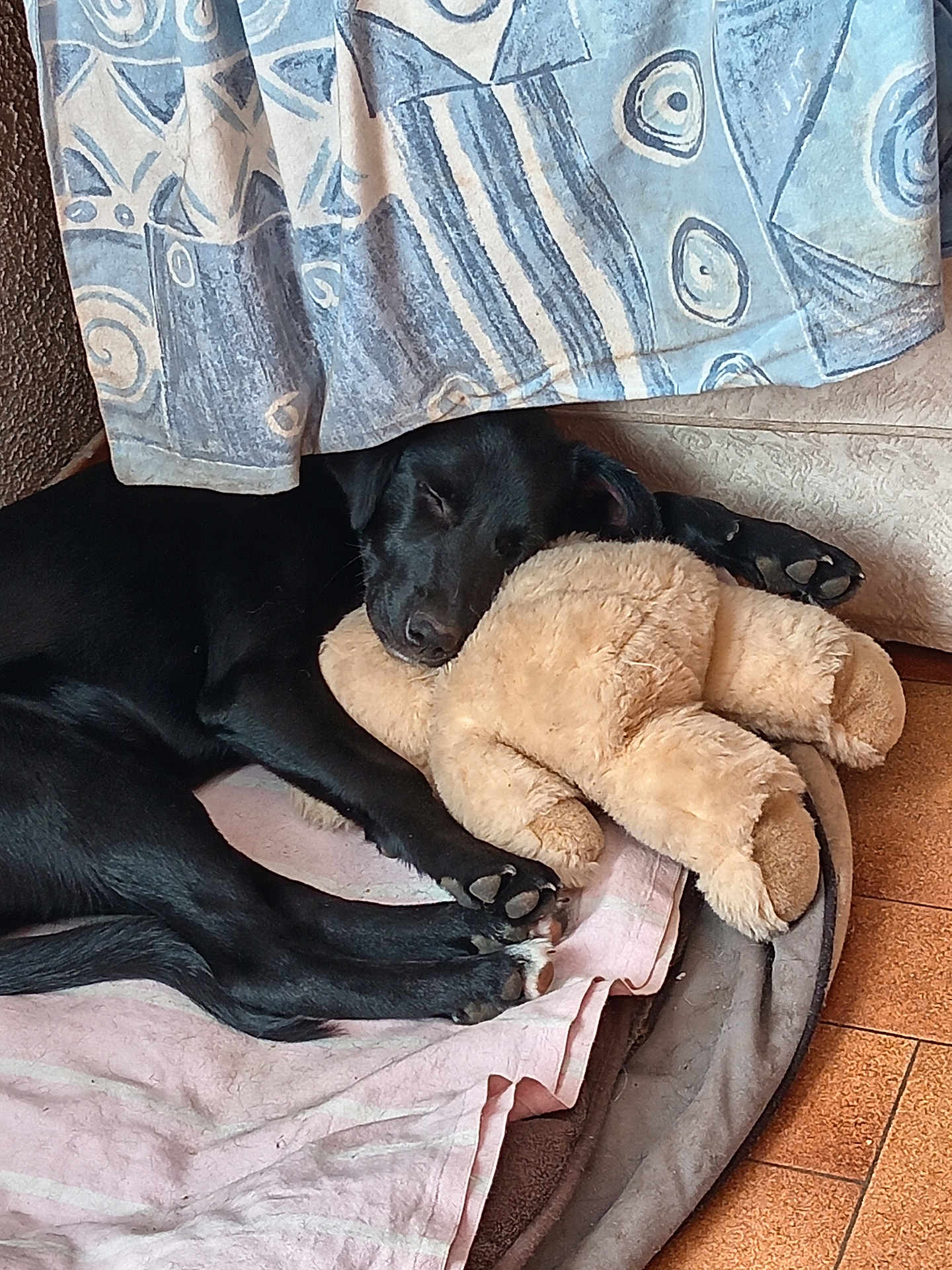 Athena participe au concours pour gagner de l'argent avec cette photo : dog, black_dog, sleeping, teddy_bear, stuffed_animal, blanket, curtain, floor, cozy, resting, paw, indoors, pet, cute, animal, fur, relaxation, home, comfort, napping
