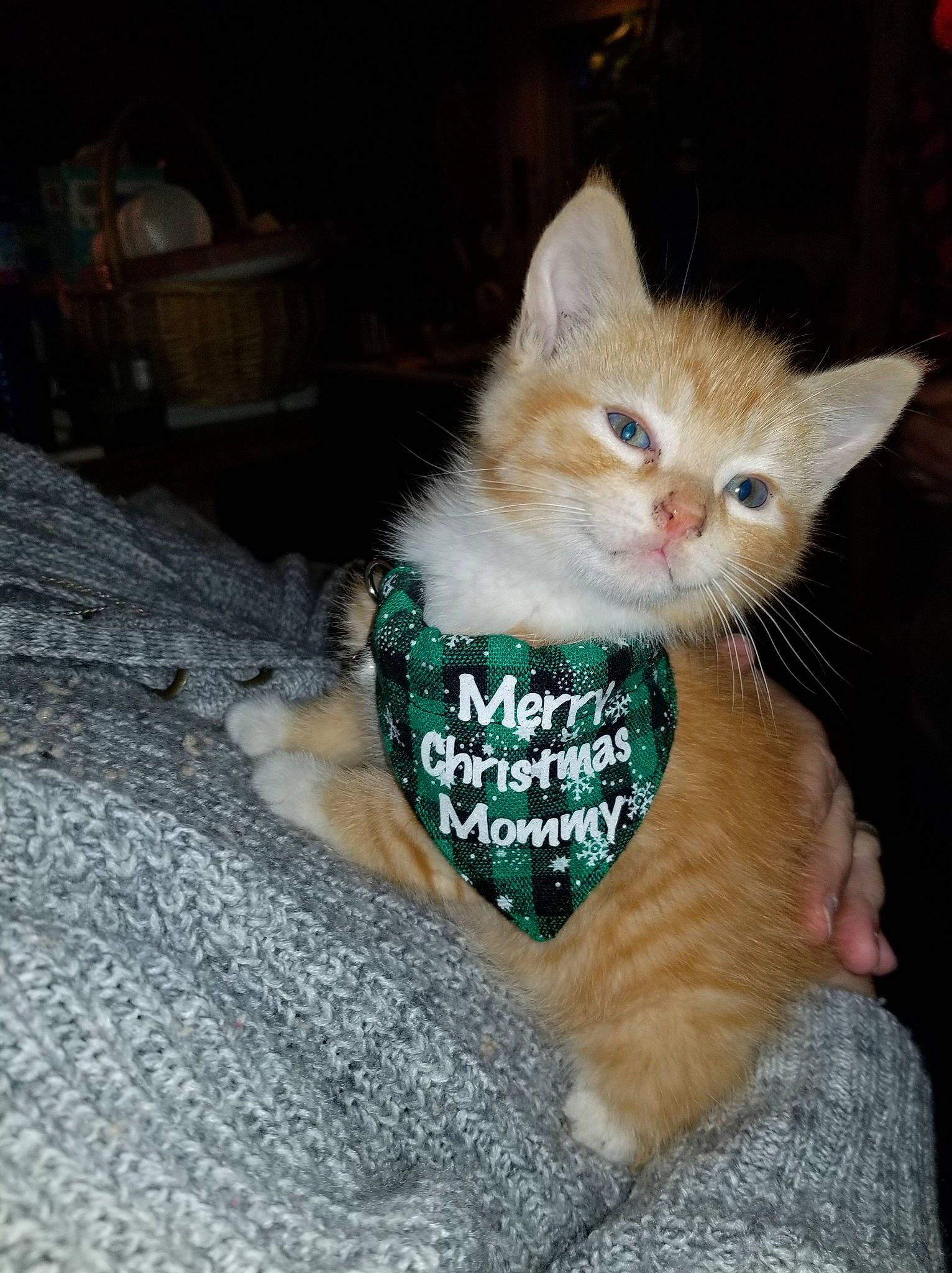 Jasmine joined the competition — help win amazing prizes! carnivore, cat, cat_supply, domestic_short_haired_cat, fawn, felidae, fur, kitten, paw, small_to_medium_sized_cats, tail, vertebrate, whiskers