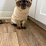 Casper is registered to the contest to win money with this photo: cat, blue_eyes, knitted_sweater, beige, wooden_floor, indoor, pet, cute, fur, sitting, whiskers, ears, tail, flooring, domestic_animal, portrait, animal, feline, cozy, looking