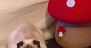 Casper joined the competition — help win amazing prizes! cat, loaf, fluffy, carpet, indoor, pet, whiskers, mushroom, scratching_post, red, white, brown, cute, animal, fur, ears, floor, home, feline, cozy