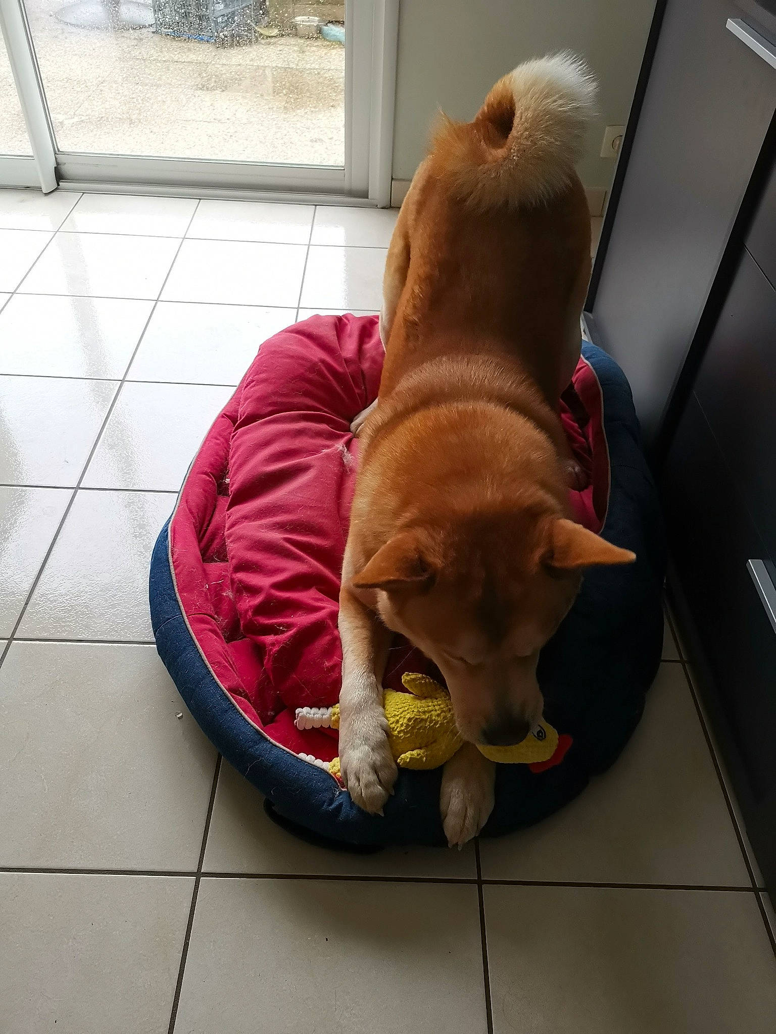 Igloo a rejoint le concours — aidez-le/la à gagner de superbes lots ! canidae, carnivore, collar, comfort, companion_dog, dog, dog_bed, dog_breed, dog_supply, fawn, flooring, fur, liver, paw, pet_supply, snout, sporting_group, tail, toy, working_animal