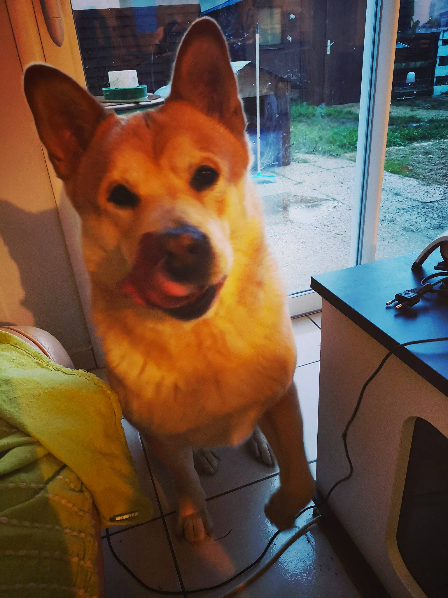 Igloo participe au concours pour gagner de l'argent avec cette photo : canidae, carnivore, chair, companion_dog, dog, dog_breed, fawn, fun, fur, non_sporting_group, snapshot, snout, spitz, sporting_group, table, tail, terrestrial_animal, whiskers, window, working_animal