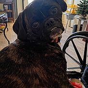Stormy joined the competition — help win amazing prizes! dog, pug, black_dog, second_dog, pet, animal, portrait, close_up, shiny_eyes, underbite, floppy_ears, collar, indoor, home, kitchen, chair, christmas_tree, furniture, furry, funny_expression