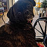 dog, pug, black_dog, second_dog, pet, animal, portrait, close_up, shiny_eyes, underbite, floppy_ears, collar, indoor, home, kitchen, chair, christmas_tree, furniture, furry, funny_expression