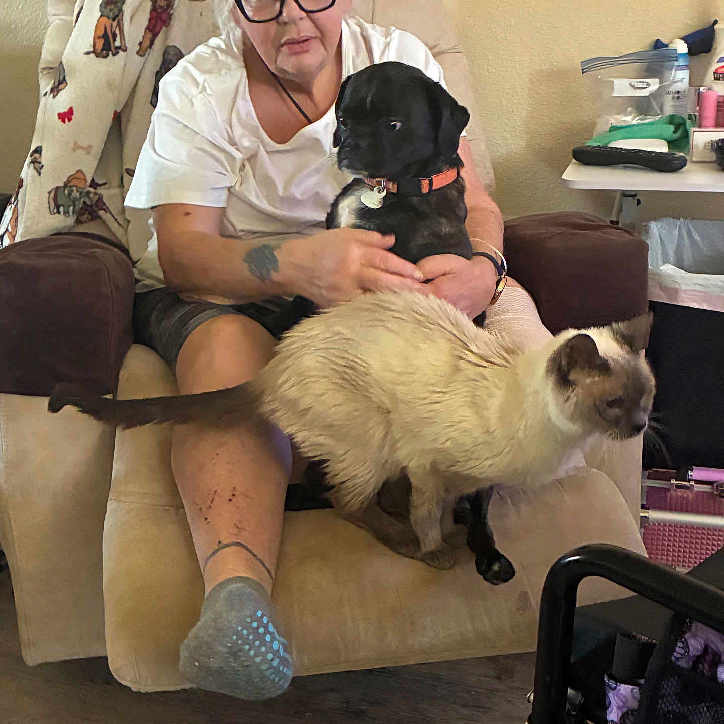 Booter is registered to the contest to win money with this photo: woman, person, puppy, dog, cat, siamese_cat, black_dog, pet, animal, armchair, blanket, indoors, living_room, sitting, glasses, white_shirt, collar, orange_collar, wood_floor, home
