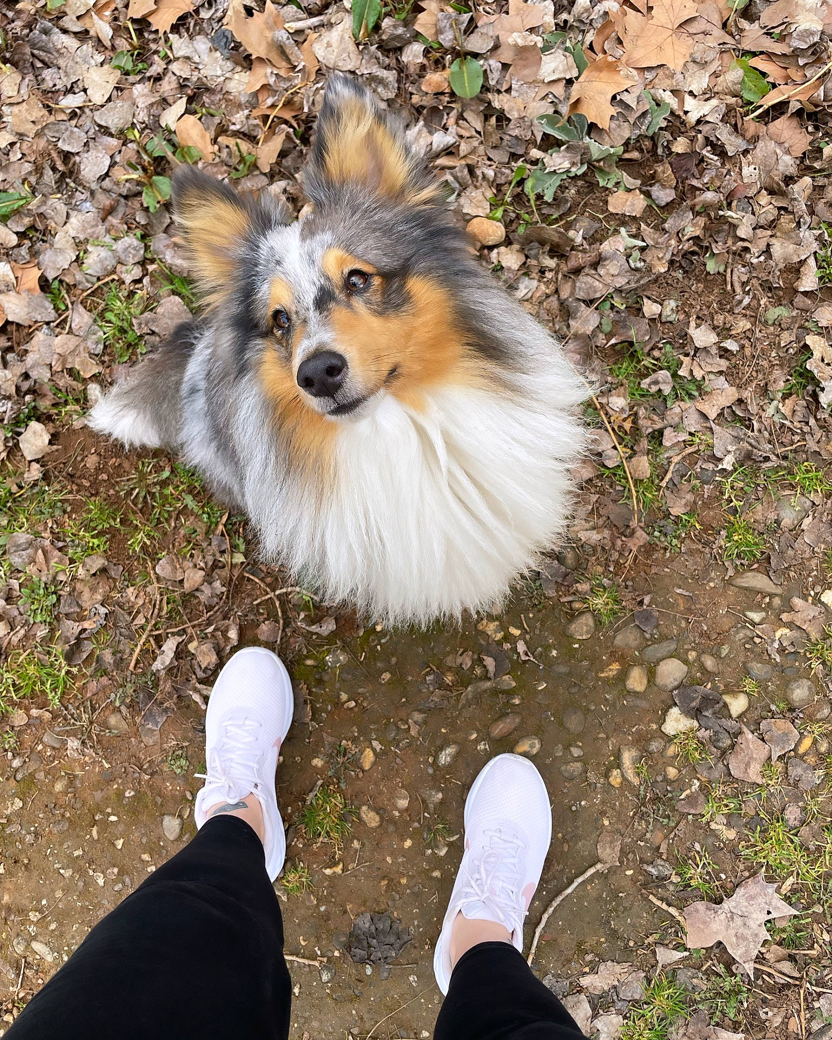 Saul a rejoint le concours — aidez-le/la à gagner de superbes lots ! canidae, carnivore, collie, companion_dog, dog, dog_breed, fawn, foot, fur, german_spitz, grass, green, human_leg, photograph, plant, scotch_collie, shetland_sheepdog, snout, tree, whiskers