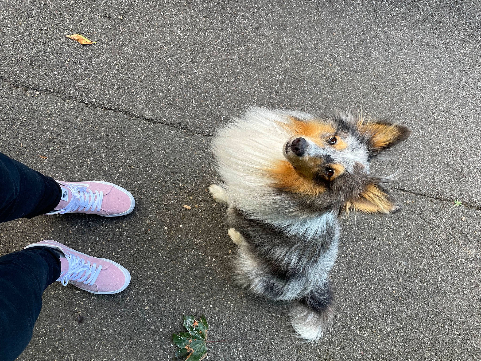 Saul participe au concours pour gagner de l'argent avec cette photo : asphalt, canidae, carnivore, companion_dog, dog, dog_breed, fawn, felidae, foot, fur, human_leg, paw, road_surface, sidewalk, snout, sporting_group, tail, toy_dog, walking_shoe, whiskers