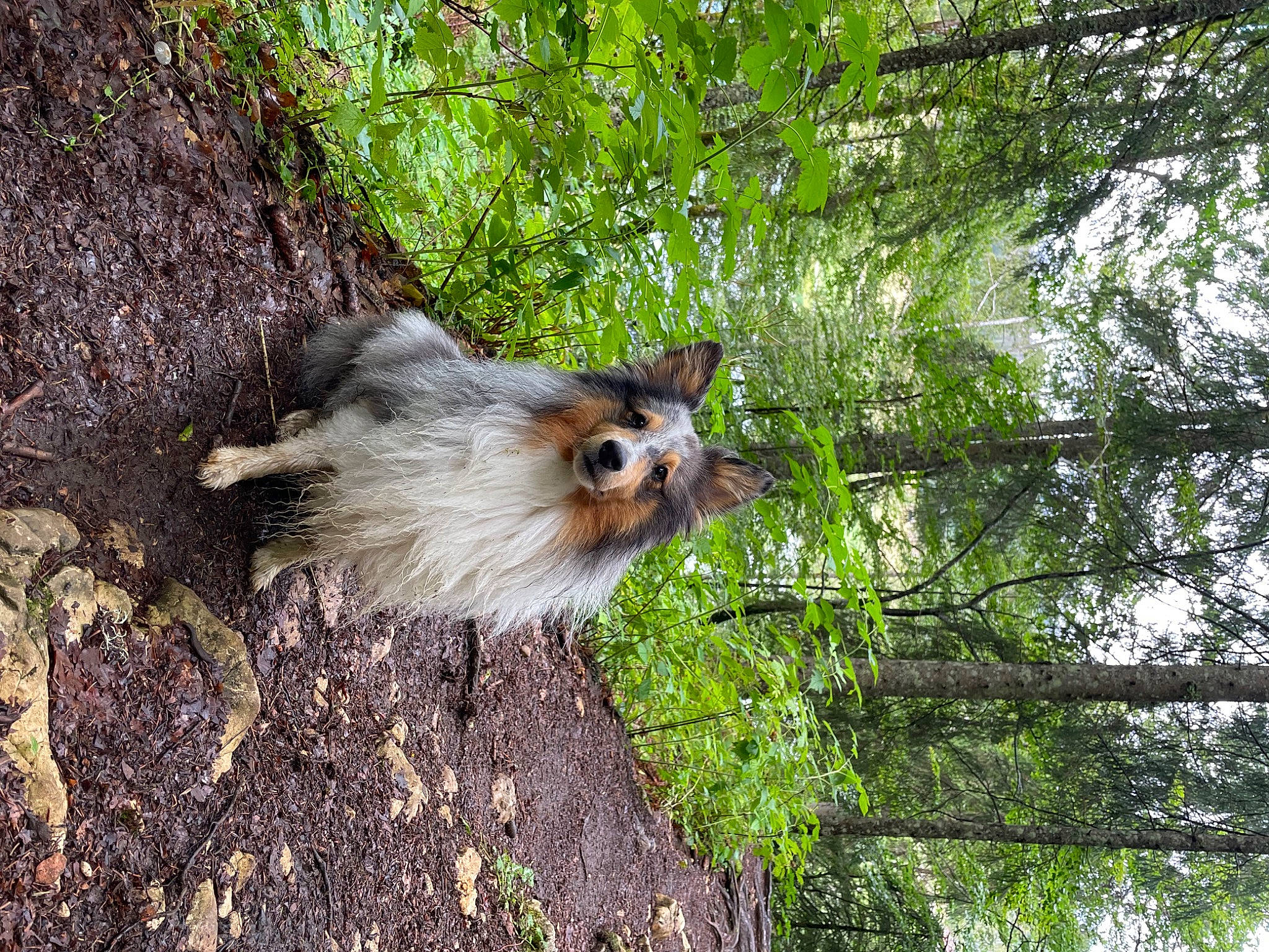 Saul a rejoint le concours — aidez-le/la à gagner de superbes lots ! beak, branch, canidae, carnivore, dog_breed, fawn, felidae, forest, fur, grass, rodent, small_to_medium_sized_cats, sporting_group, tail, terrestrial_animal, tree, trunk, vegetation, whiskers, wood